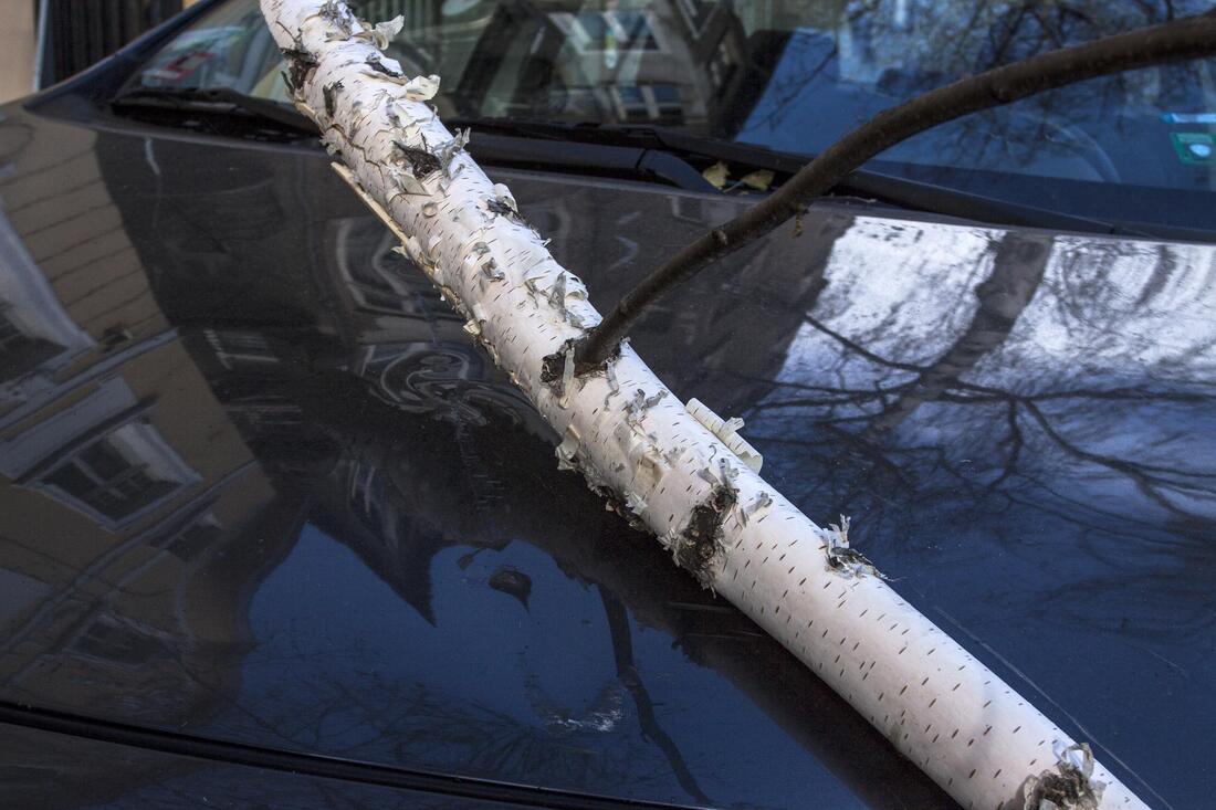 branch of tree fallen on a car
