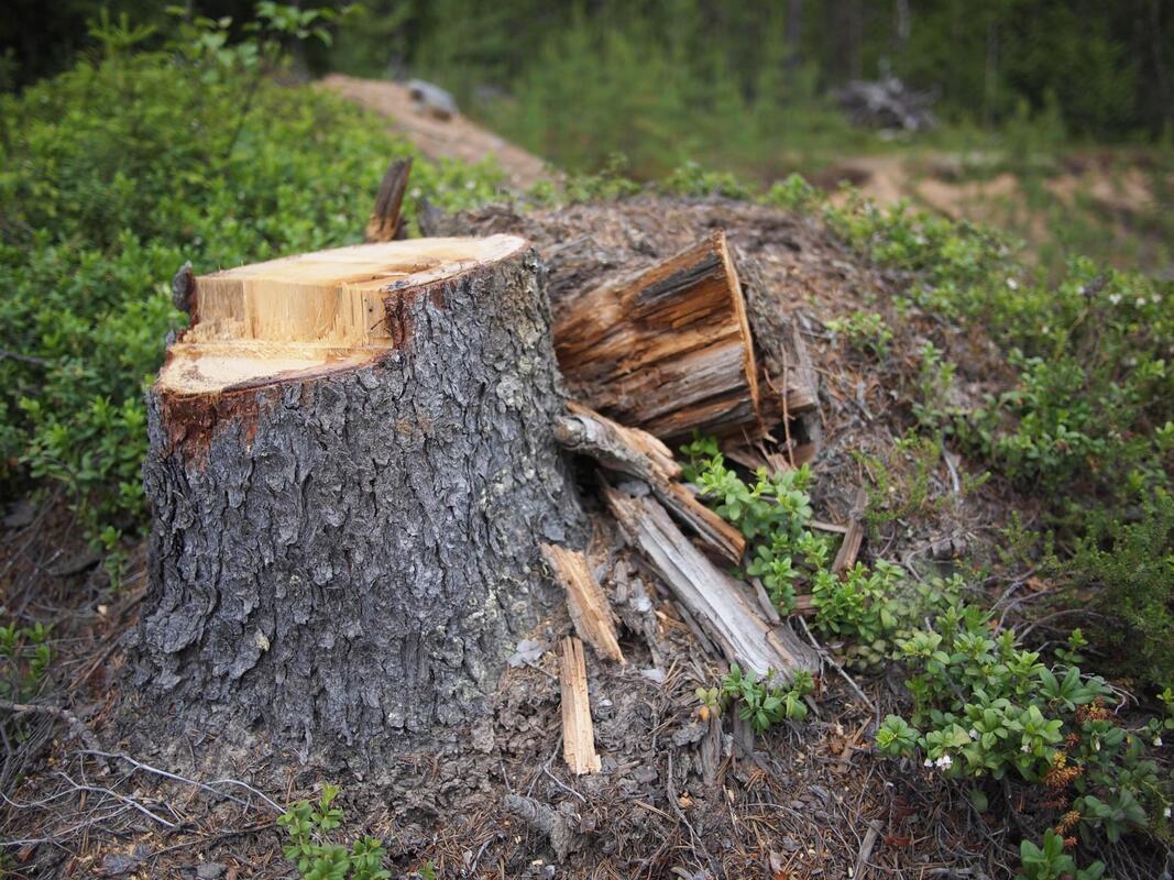 a newly cut tree stump