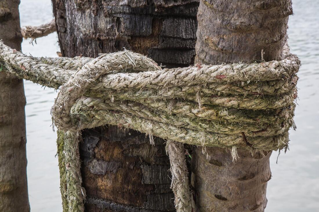 tree bracing using rope