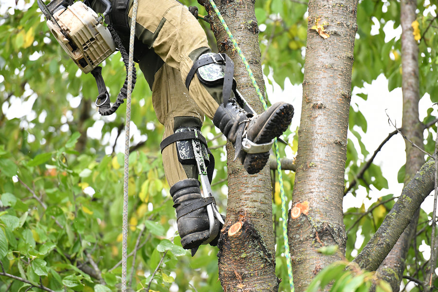 man doing tree cutting while on rope