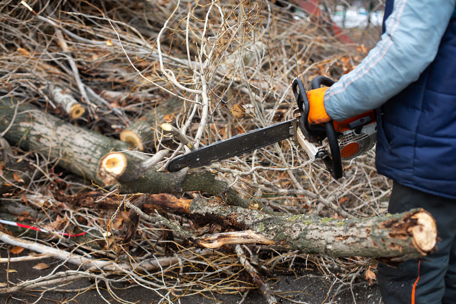 tree cutting using chainsaw