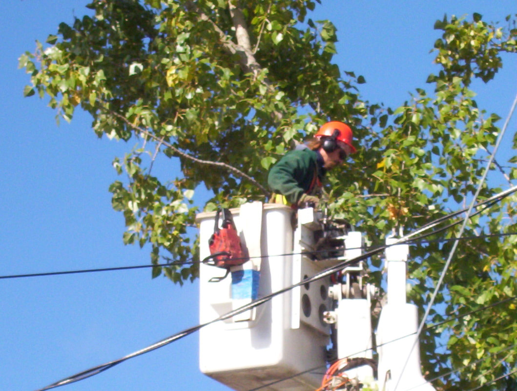 worker tree trimming from a bucket lift